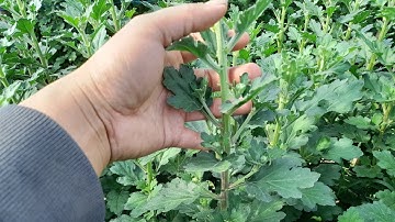 Góc lảm nhảm: phun thuốc gì cho hoa cúc mập thân?