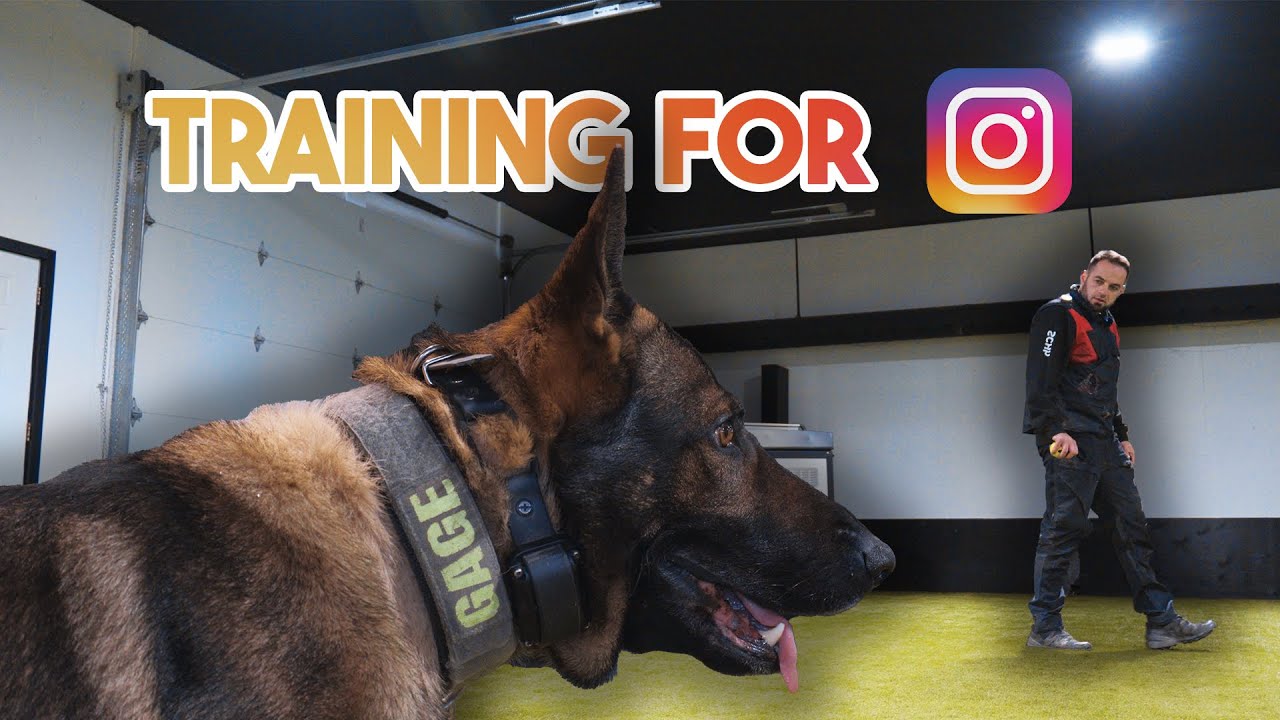 Dog Training for the GRAM 😎