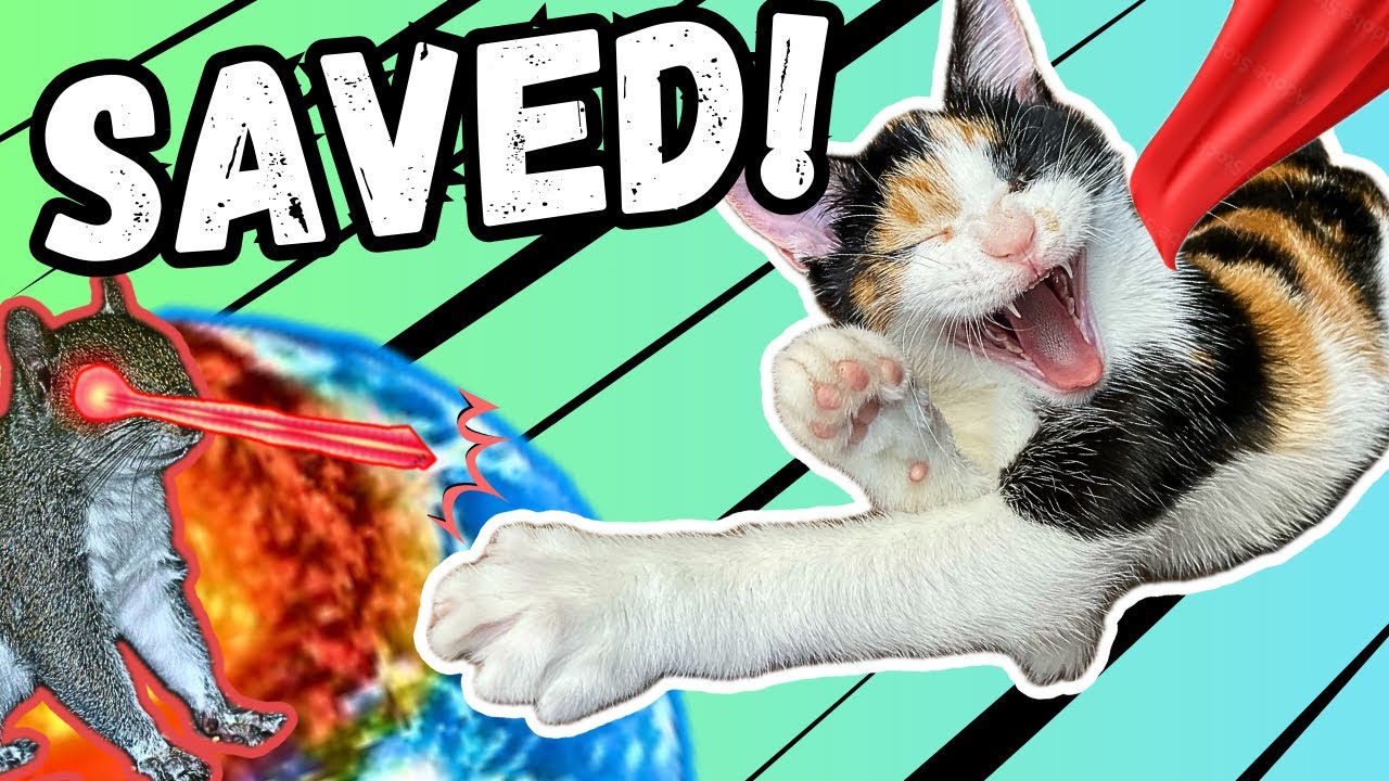 Homeless Cat Saves The World (not a joke) | VLOG