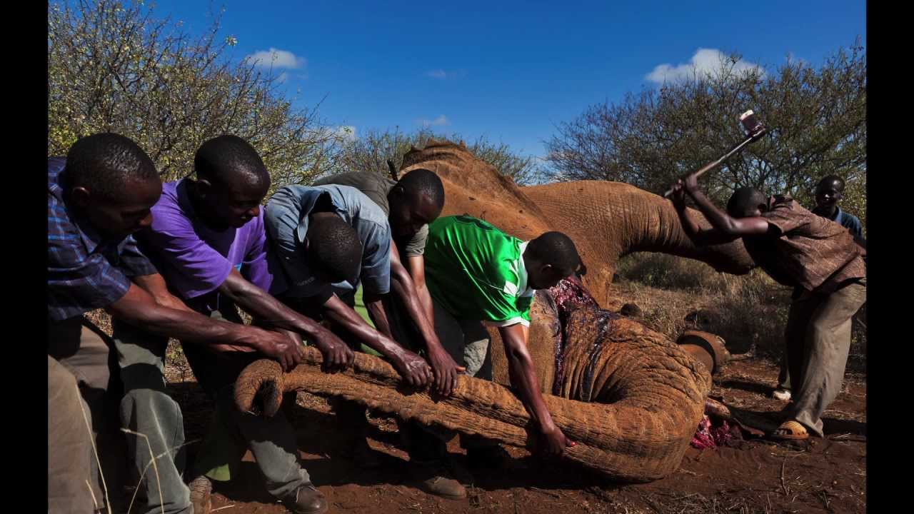 "God's Ivory" - Reportage by Getty Images