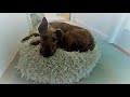PUPDATE: 17 week old Irish Terrier puppy の動画、YouTube動画。