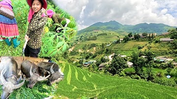 TRAVELS HMONG LIFE IN NORTHERN BORDER VIETNAM AND CHINA 7/2025