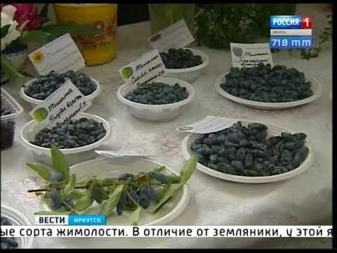 Что такое земклуника? Иркутские садоводы опытники показали экспериментальные сорта ягод