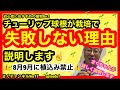 【チューリップ球根】球根は8月9月に絶対植えないで！！栽培に失敗しないための鉄則を紹介します！！休眠打破？？花芽形成？？さくチャンネルVer17【園芸】【初心者】【球根】【チューリップ】