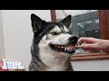 Brushing My Husky's Teeth For The First Time!