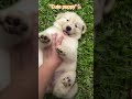 🧿#dog #puppy #doglove #doglife #dogshorts #status #viral