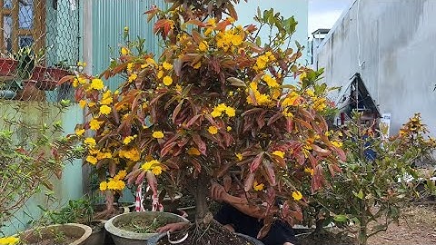 Cúc rin tàn thông lá full đỏ bông to cho ae sưu tầm (0383938201) #maivang 