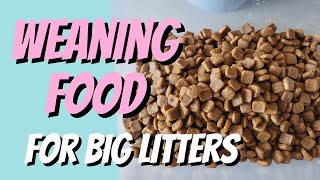 KITTEN Weaning Food For BIG LITTERS! by Cat Breeding for Beginners 161 views 1 month ago 3 minutes, 6 seconds