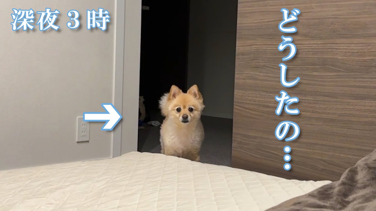 夜中に駄々をこね始める愛犬に困っています…