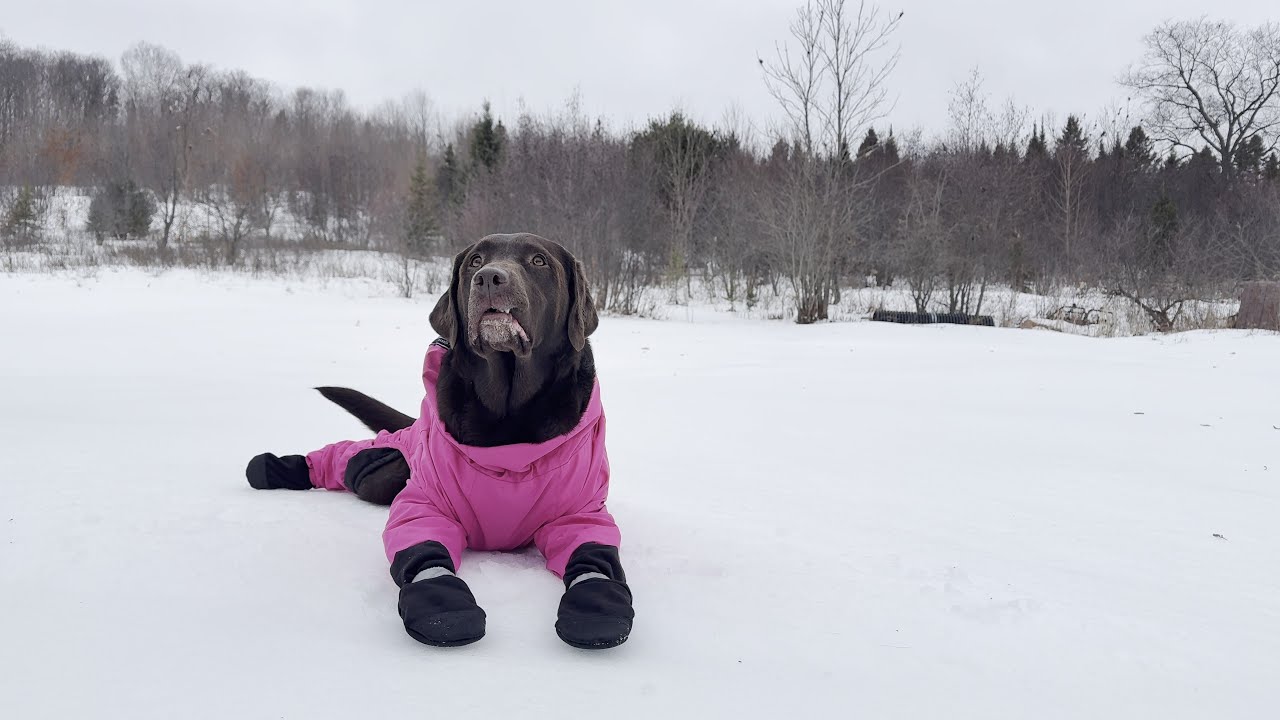 Come Camp with Me and my Human — ATV Ride, Creek Stop, Wood Stove ASMR