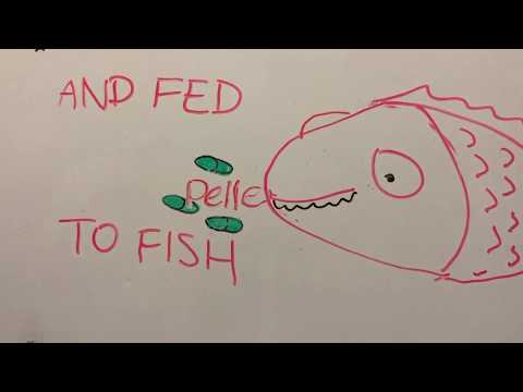 YouTube | UTS and DGBH Animation: Algae Feed in Fish Farms