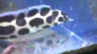 Spotted Snake Eel