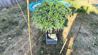 Did some lollipoping & built a fence G13