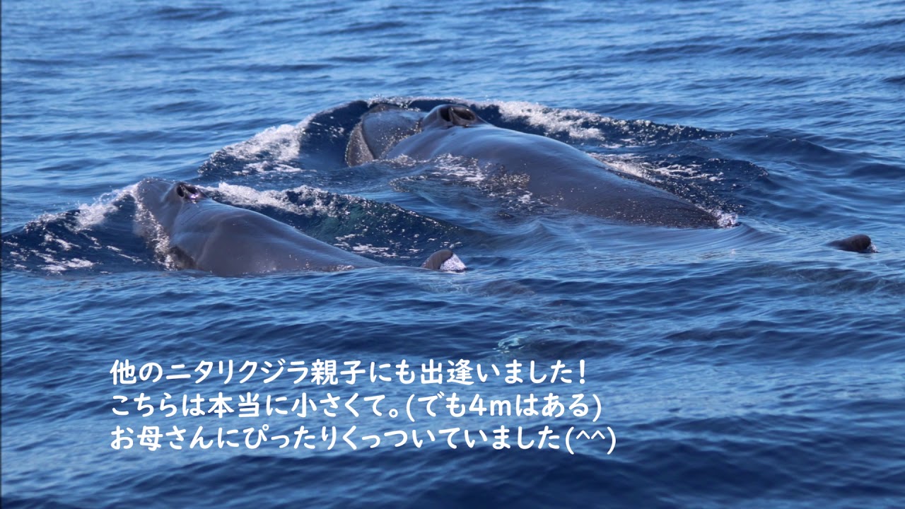 年もありがとうございました 大方ホエールウォッチング 砂浜美術館 年もありがとうございました 大方ホエールウォッチング 砂浜美術館