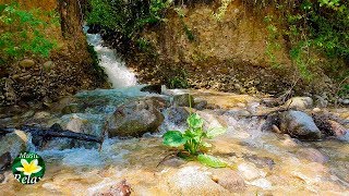 Beautiful Mountain Stream and Relaxing Sound of Flowing Water