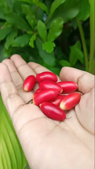 Panen buah Miracle Berry yang bisa mengubah rasa asam jadi manis