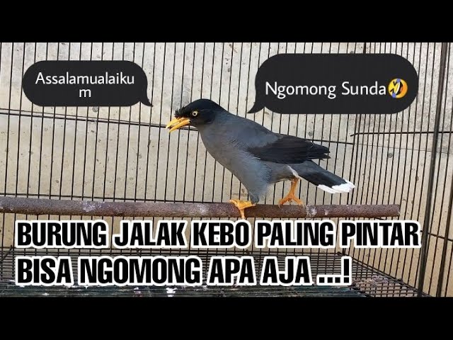 BURUNG JALAK BISA NGOMONG,UCAP SALAM BATUK DAN LAIN-LAIN ||AEJA CHANNEL class=