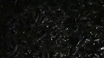 Cá trê giống - Cá giống Lộc 0903 153 101