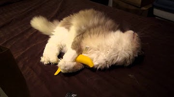 Tyco: Blue-Mitted Ragdoll Round Two Fun With Yeowww! Catnip Banana