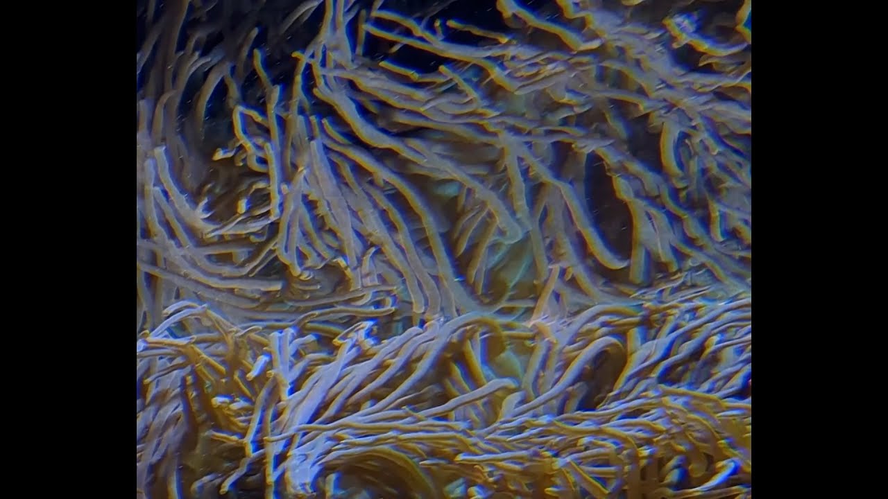 Sandrayati - Instill auf YouTube ansehen Sandrayati - Instill auf YouTube ansehen