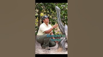 aldabra giant tortoise#shorts#shortvideo #viral #trending #respect #viralvideo #india #love#ytshorts