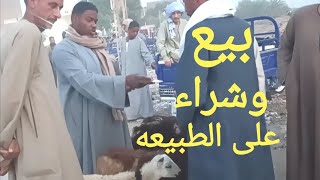 اسعار الاغنام والماعز بسوق السبت اليوم ٢٨/ ١٠/ ٢٠٢٣م