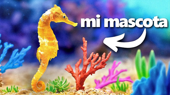 Construí un Arrecife de Coral (para mi caballito de mar)