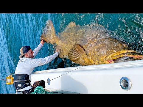 MASSIVE 500+lb Goliath Grouper!!