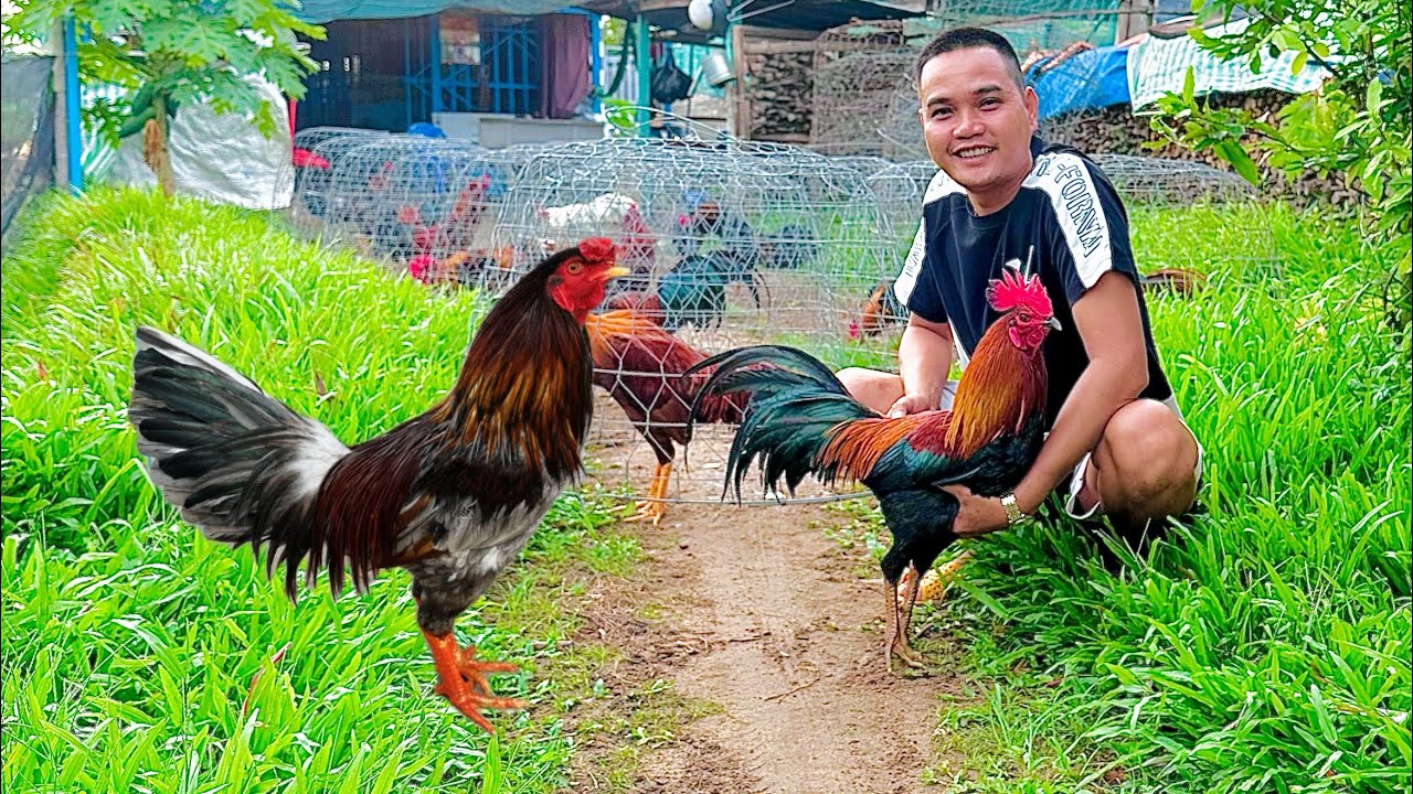 Tốp 🐓 Mới Đã Chế Độ Phục Vụ Ae Nhảy 💃 Múa 🕺