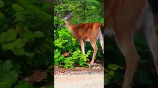 Tree Knocks! #cryptids #bigfoot #shortvideo #shortyoutube #shorts #treeknocks