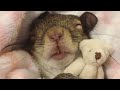 Squirrel rescued from hurricane now sleeps with her teddy bear (Squirrel loves to dress up)