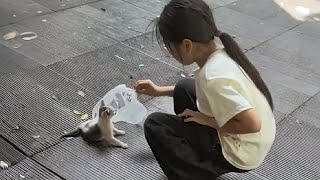 Download Lagu My daughter insisted on saving this kitten, so we went back for it... MP3 Download Lagu My daughter insisted on saving this kitten, so we went back for it... MP3