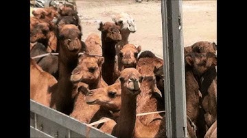 23rd Sapper Co. Deployment 2012-2013