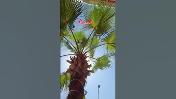 #صباح_الخير #اكسبلور #المغرب #السعودية #قطر #قرآن #قراءة #اذكار_الصباح #الحج #مسجد #الحرم_المكي
