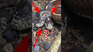 Why Does A Snake Shed Its Skin?