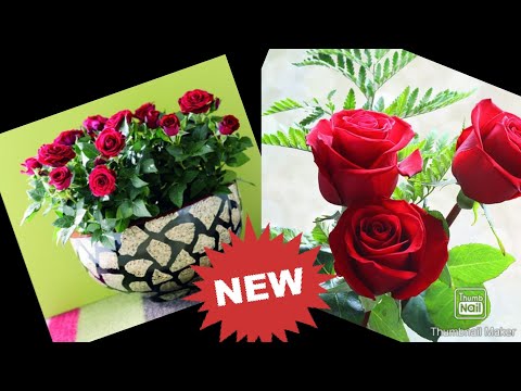 Video: Ruža u saksiji: fotografija, uzgoj i njega kod kuće