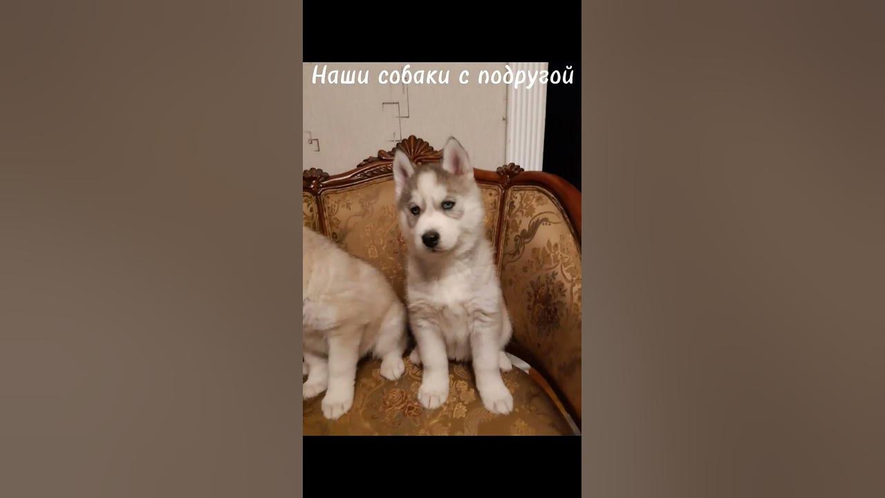 Мою собаку зовут Арчи а собака подруги атика - YouTube
