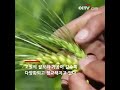 [아름다운 생활] 시짱 의 빈곤상황을 완화시킨 합작 경영 양식 | CCTV 한국어방송