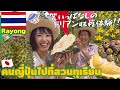 【タイ】初めてのドリアン収穫体験🇹🇭✨あなたは分かる⁉︎モントーンとチャニーの見分け方🙌🏻