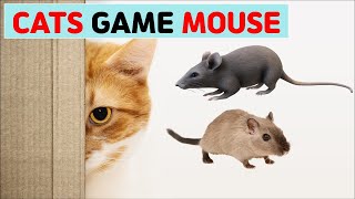 [고양이 게임] 11.🐀쥐(MOUSE)| 고양이가 좋아하는 화면 screenshot 5