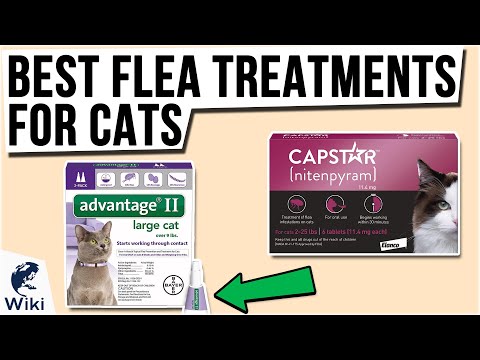 Video: Cat Flea Vaccination: Hvad Du Bør Vide