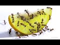 Ants Eating Kiwi Fruit | Relaxing Music
