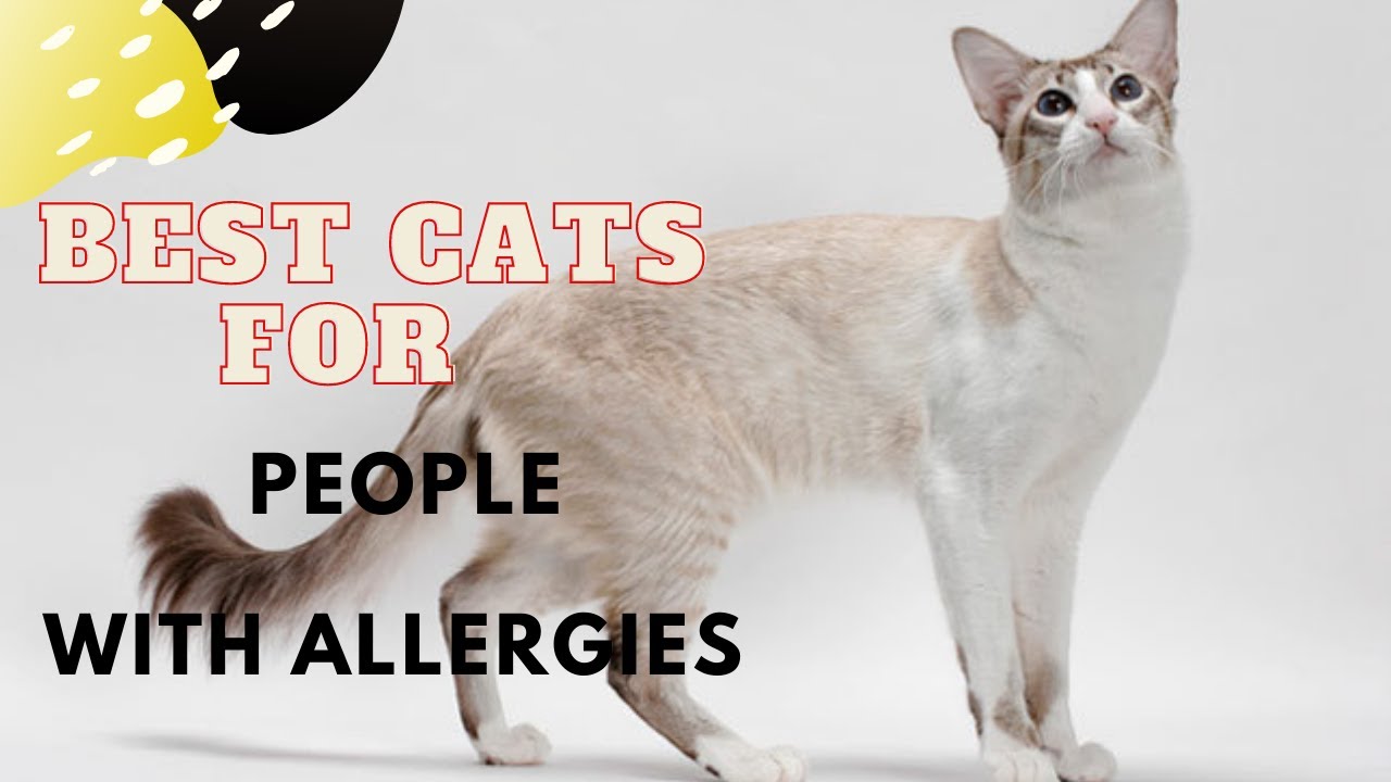Best Hypoallergenic Cats for People with Allergies YouTube