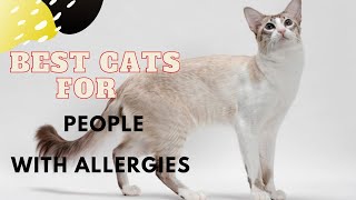 Best Hypoallergenic Cats for People with Allergies