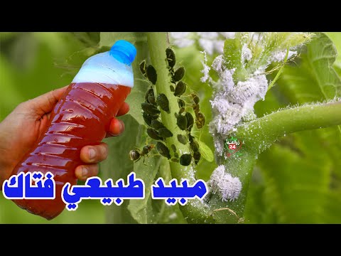 مبيد حشرى جبار يقتل جميع الحشرات فى الحديقة والمنزل رخيص وأمن وخصوصا فى الصيف