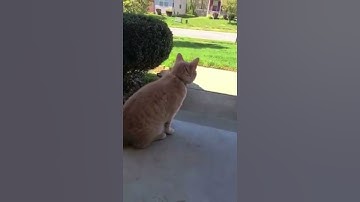 To Kill A Mockingbird - No Friends Mooda Cat!