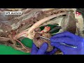 Anatomy of the thorax  circulatory system  of the dog  part 1