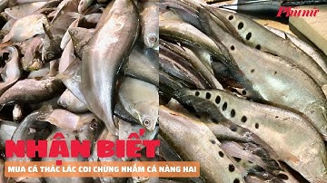 Mua cá thác lác coi chừng nhầm cá nàng hai | Báo Phụ Nữ
