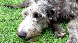 Deerhound dogs. Luxury breed dogs by World animals 506 views 7 years ago 1 minute, 52 seconds