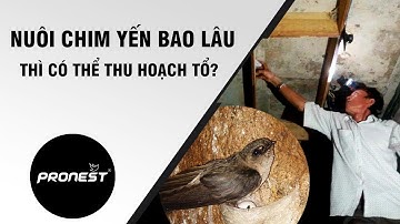 Nuôi Chim Yến Bao Lâu Thì Có Thể Thu Hoạch Tổ?